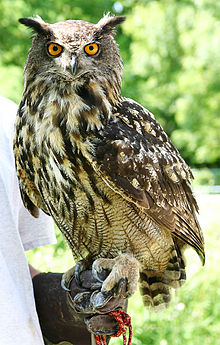 eagle_owl_wikipedia